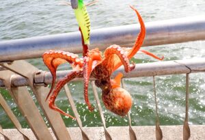 実釣！東扇島西公園で春のタコ釣り