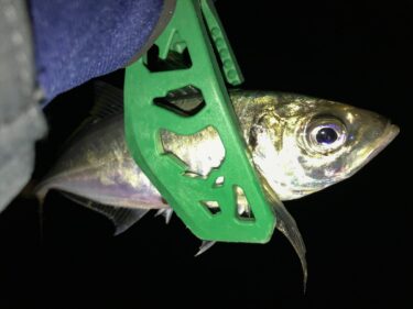 実釣！根岸港で楽しむ大人気の横浜アジング