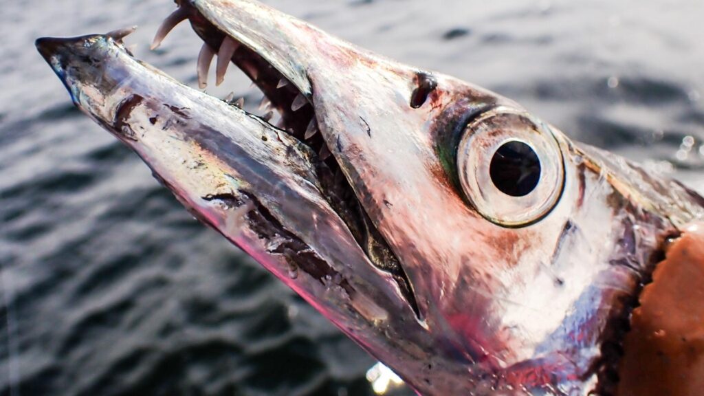 東京湾がおかしい！？幽霊魚タチウオが異常なほどに大量発生で湧き上がる歓喜