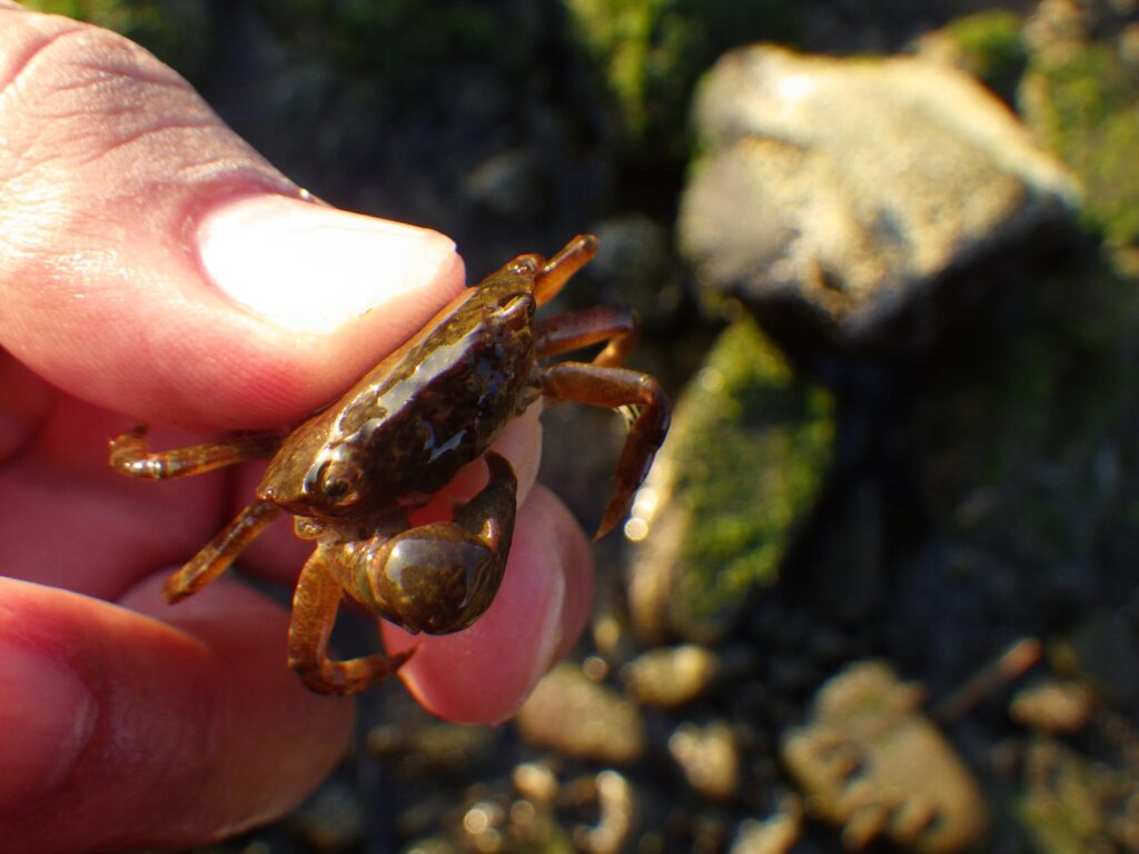 磯遊びの人気ターゲット！カニが簡単に捕れるポイントと時間帯を公開