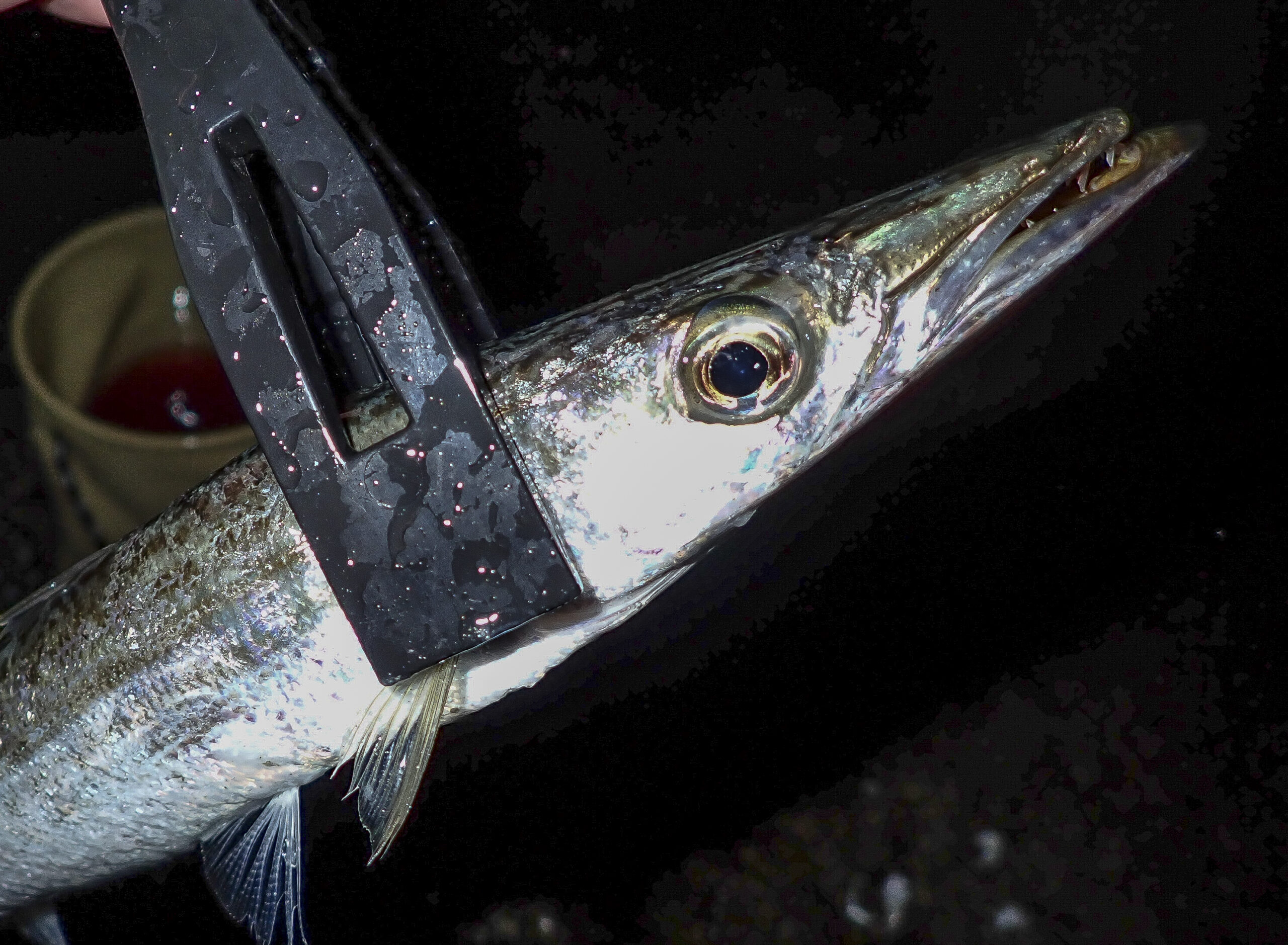 東京湾に“顔面恐怖の怪魚”が襲来！しかも触ると激臭、、、だが食べるとまさかの絶品！極上グルメ魚だった