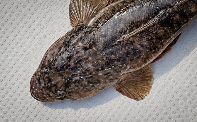 今年は高級魚マゴチが大発生！？東京湾で連日「ツ抜け」連発のフィーバー状態、初心者も今がチャンス