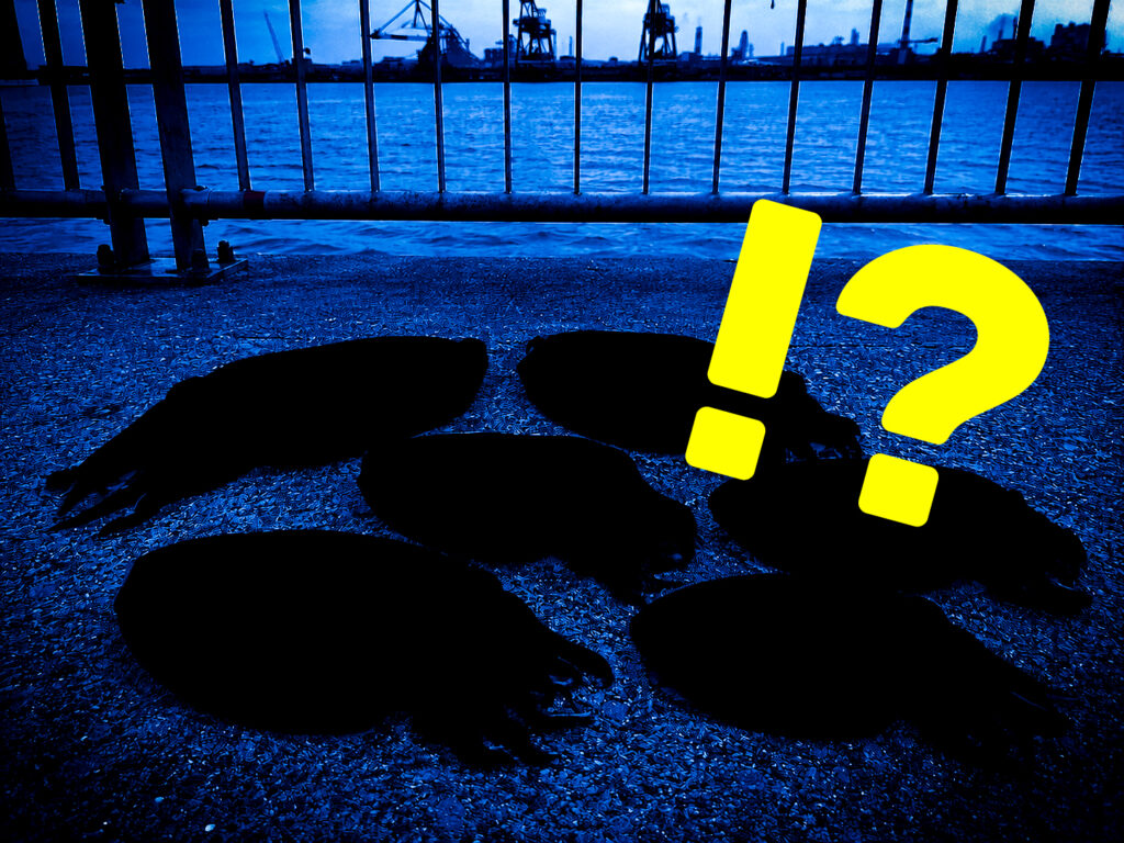 釣れる！釣れる！爆釣ウェーブが拡大！今度は「川崎の聖地」にシリヤケイカが大量接岸